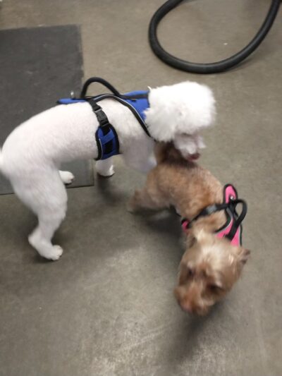 All About Animals - Sherburne, NY