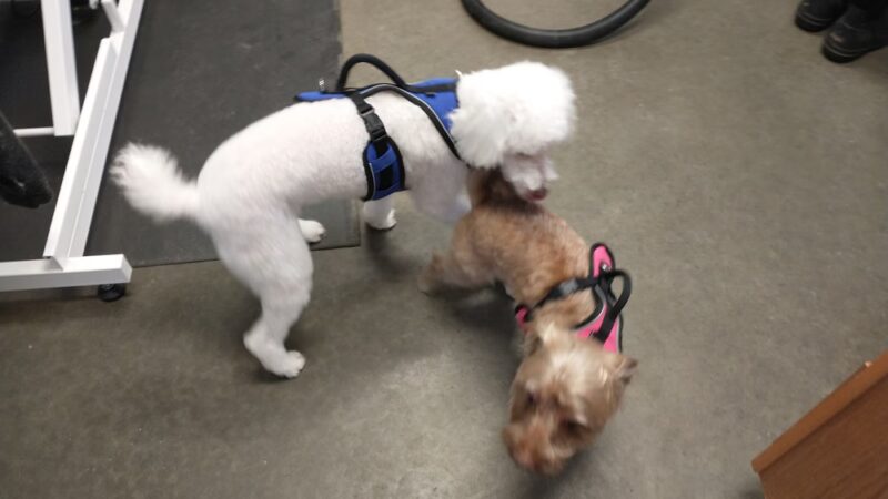 All About Animals - Sherburne, NY