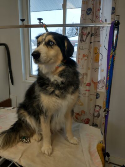 All About Animals - Sherburne, NY