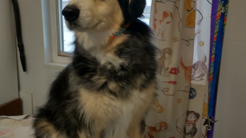 All About Animals - Sherburne, NY