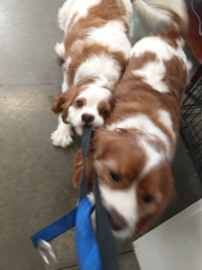 All About Animals - Sherburne, NY