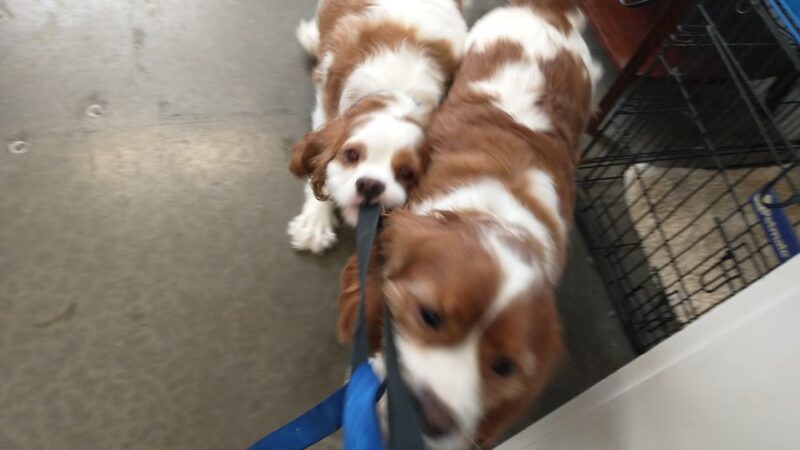 All About Animals - Sherburne, NY