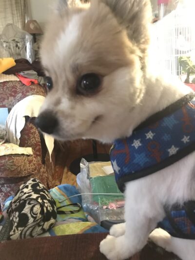 All About Animals - Sherburne, NY