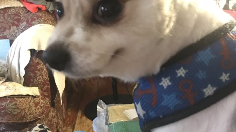 All About Animals - Sherburne, NY