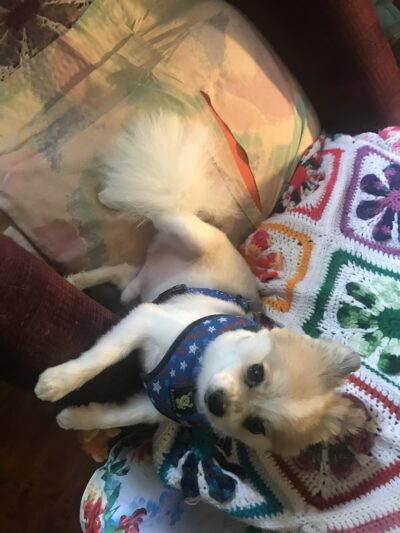 All About Animals - Sherburne, NY