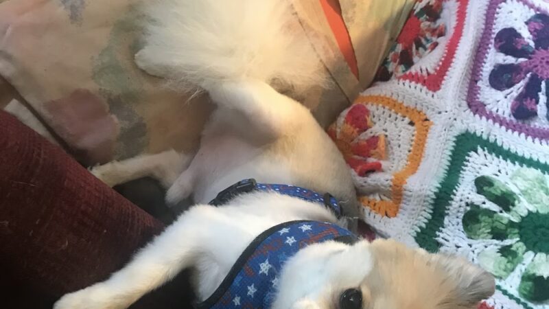 All About Animals - Sherburne, NY