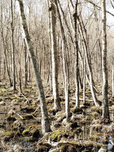 Mallory Preserve - Sherman, CT