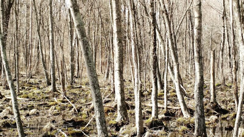 Mallory Preserve - Sherman, CT