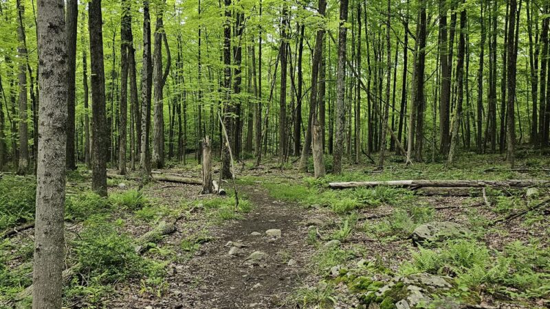 Mallory Preserve - Sherman, CT