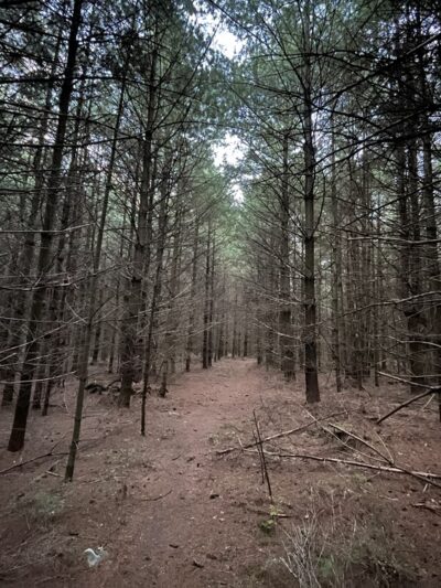 Lower Lollipop Trail - Shippensburg, PA