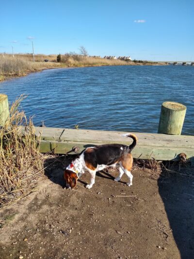 Smith Point Marina County Park - Shirley, NY