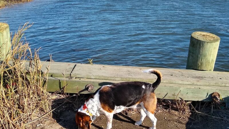 Smith Point Marina County Park - Shirley, NY