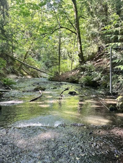 Boeing Creek Park - Shoreline, WA