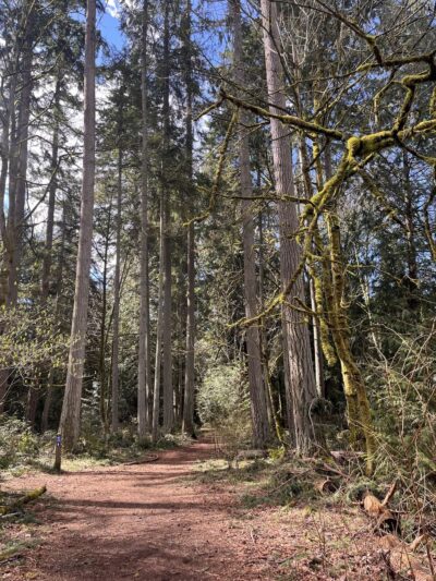 Boeing Creek Park - Shoreline, WA
