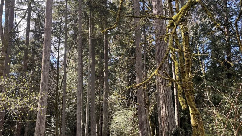 Boeing Creek Park - Shoreline, WA