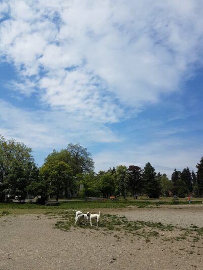 Eastside Off-Leash Dog Area - Shoreline, WA