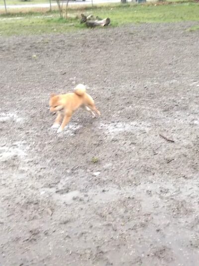 Eastside Off-Leash Dog Area - Shoreline, WA
