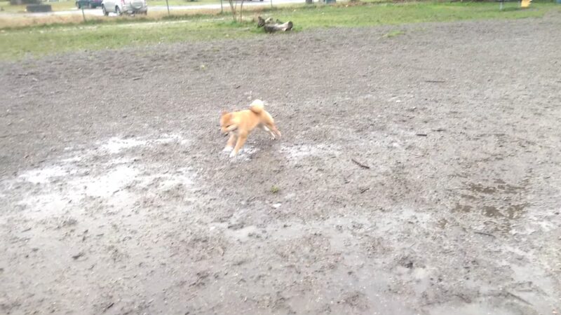 Eastside Off-Leash Dog Area - Shoreline, WA