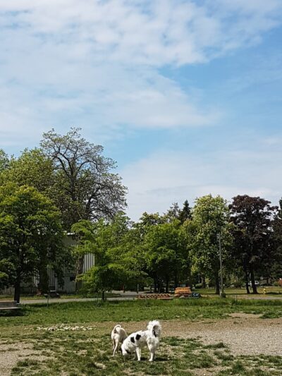 Eastside Off-Leash Dog Area - Shoreline, WA