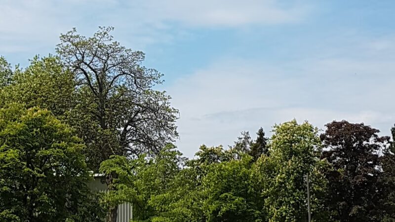 Eastside Off-Leash Dog Area - Shoreline, WA