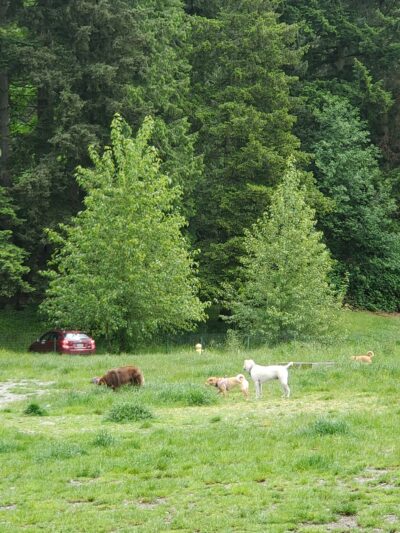 Eastside Off-Leash Dog Area - Shoreline, WA