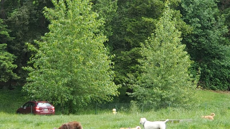 Eastside Off-Leash Dog Area - Shoreline, WA