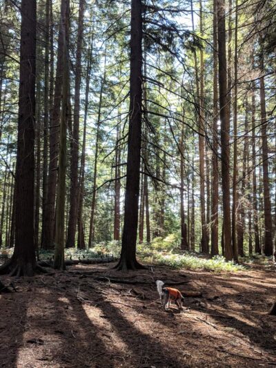 Hamlin Park - Shoreline, WA