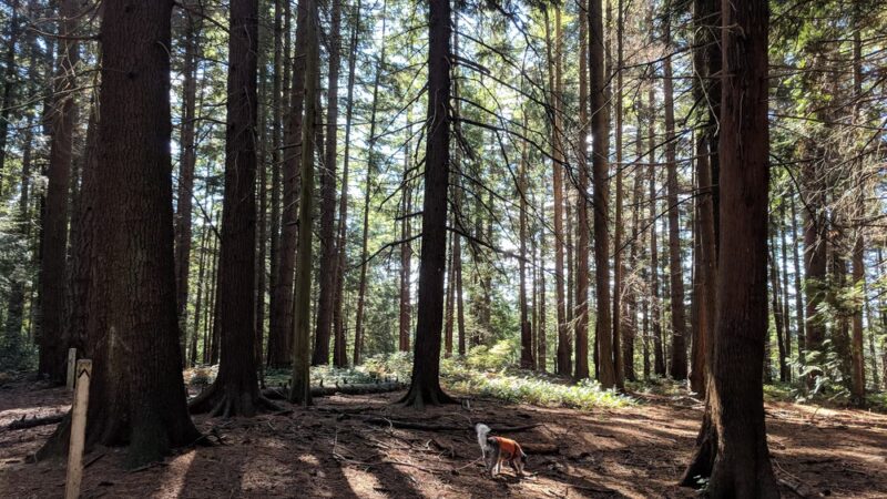 Hamlin Park - Shoreline, WA