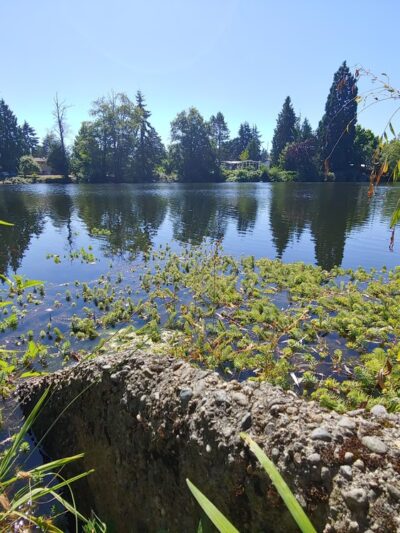 Ronald Bog Park - Shoreline, WA