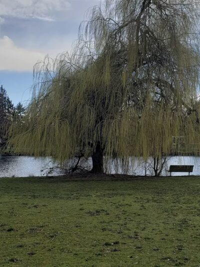 Ronald Bog Park - Shoreline, WA