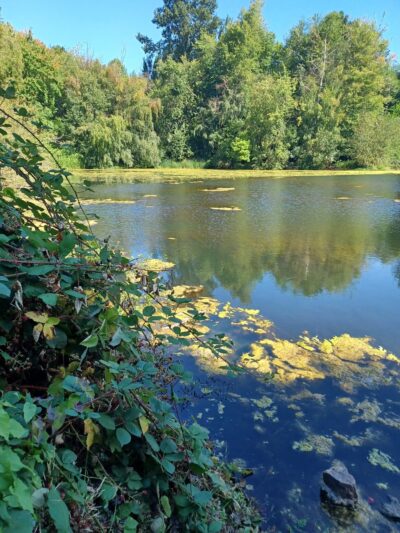 Twin Ponds Parks' trail Of The Cedars Shoreline Wa - Shoreline, WA