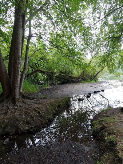 Twin Ponds Parks' trail Of The Cedars Shoreline Wa - Shoreline, WA