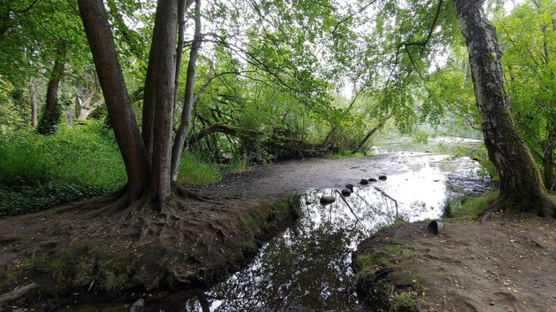 Twin Ponds Parks' trail Of The Cedars Shoreline Wa - Shoreline, WA