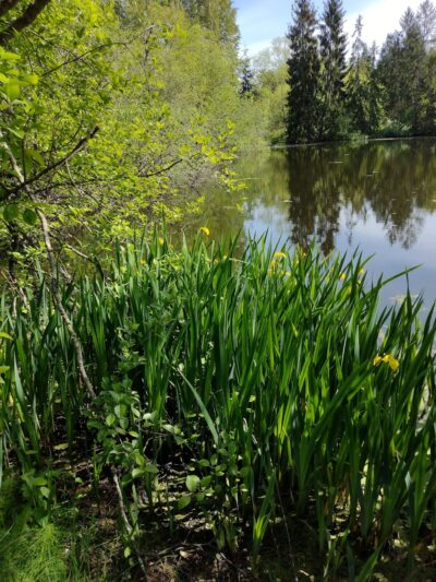 Twin Ponds Parks' trail Of The Cedars Shoreline Wa - Shoreline, WA