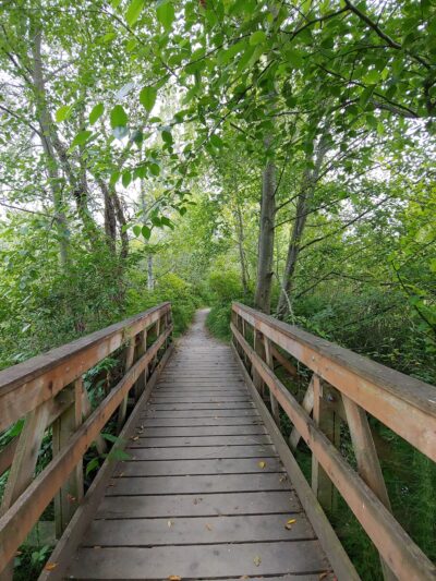 Twin Ponds Parks' trail Of The Cedars Shoreline Wa - Shoreline, WA