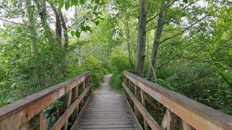 Twin Ponds Parks' trail Of The Cedars Shoreline Wa - Shoreline, WA