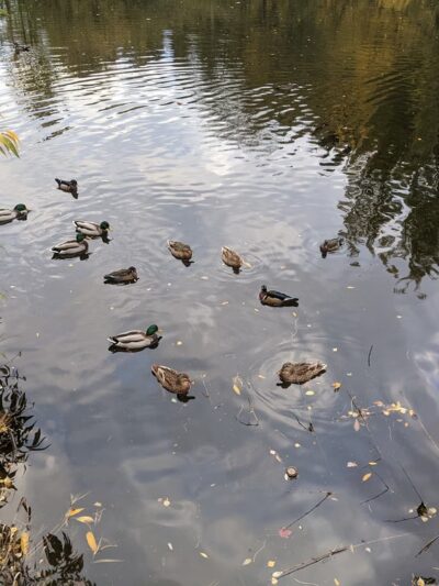 Twin Ponds Parks' trail Of The Cedars Shoreline Wa - Shoreline, WA