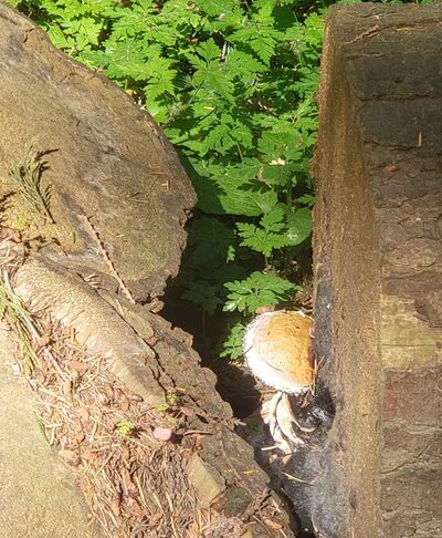 Upper Hamlin Park - Shoreline, WA