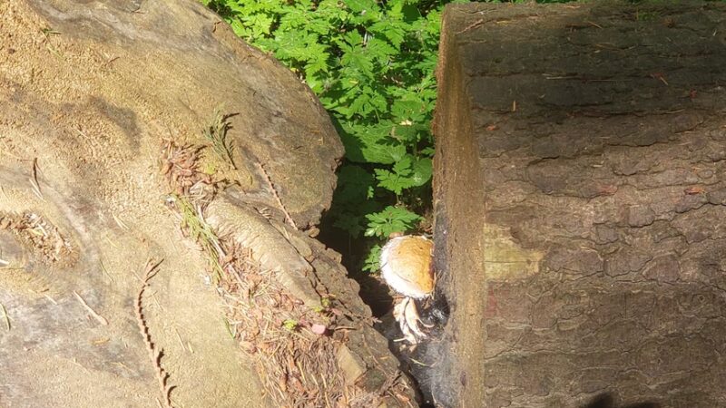 Upper Hamlin Park - Shoreline, WA