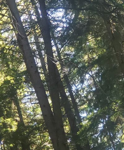 Upper Hamlin Park - Shoreline, WA