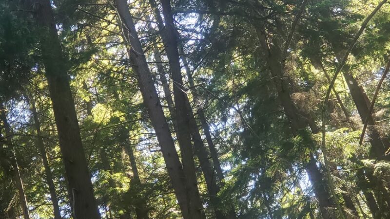 Upper Hamlin Park - Shoreline, WA