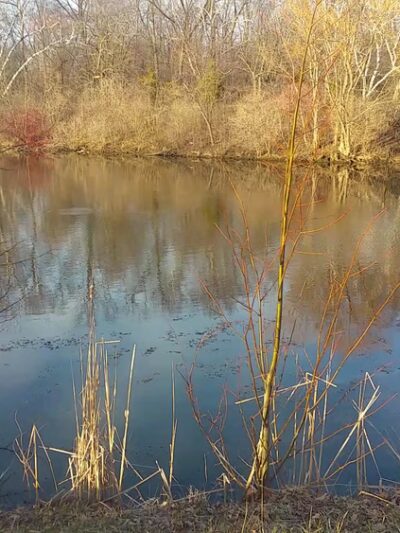 Milwaukee River Greenway - Shorewood, WI
