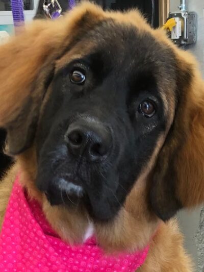 Bark of the Town Pet Salon - Shrewsbury, PA