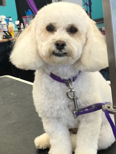 Bark of the Town Pet Salon - Shrewsbury, PA