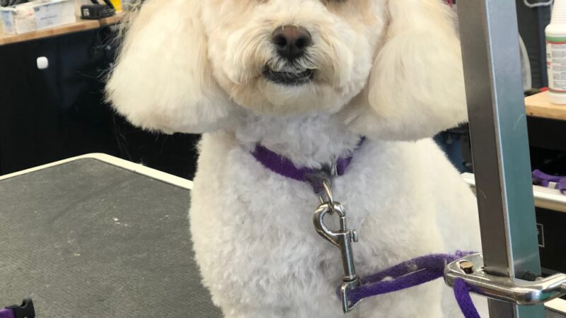 Bark of the Town Pet Salon - Shrewsbury, PA