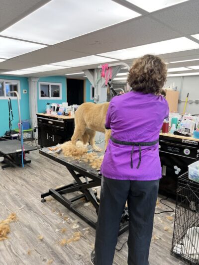 Bark of the Town Pet Salon - Shrewsbury, PA