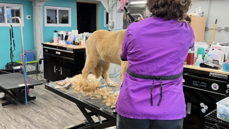 Bark of the Town Pet Salon - Shrewsbury, PA