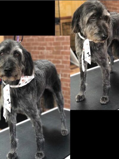 Pawsitive Serenity Grooming LLC - Shrewsbury, PA