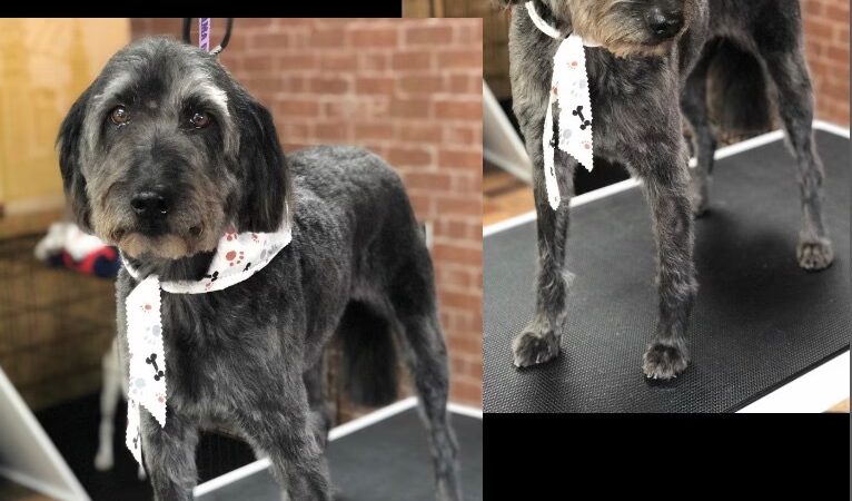Pawsitive Serenity Grooming LLC - Shrewsbury, PA