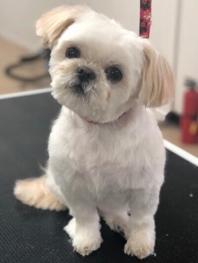 Pawsitive Serenity Grooming LLC - Shrewsbury, PA